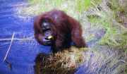 Orangutan v národním parku Tanjung Puting. Indonésie.