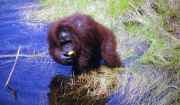 Orangutan v národním parku Tanjung Puting. Kalimantan, Indonésie.
