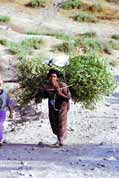 Tak toto je způsob jak odnést poražený strom. Lalibela. Sever,  Etiopie.