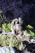 Etiopt pavini. Simien mountains. Sever, Etiopie.