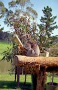 Koala. Austrálie.