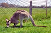 Klokan. Austrálie.