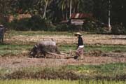 Práce v rýžovém poli. Laos.