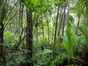 Deštný prales. Národní park Cahuita. Kostarika.
