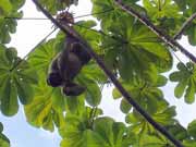Lenochod. Národní park Manuel Antonio. Kostarika.