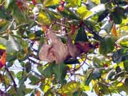 Lenochod. Nrodn park Manuel Antonio. Kostarika.