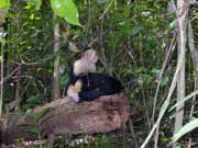 Kapucnsk opice. Nrodn park Manuel Antonio. Kostarika.