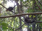 Kapucínské opice. Národní park Manuel Antonio. Kostarika.