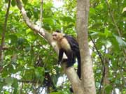 Kapuc�nsk� opice. N�rodn� park Manuel Antonio. Kostarika.