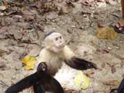 Kapucnsk opice. Nrodn park Manuel Antonio. Kostarika.