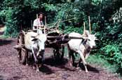 Dopravní prostředek. Myanmar (Barma).