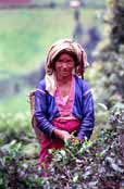 Sběračka čaje. Oblast okolo vesnice Kalaw. Myanmar (Barma).
