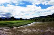 Rýžoviště. Okolí vesnice Hsipaw. Myanmar (Barma).
