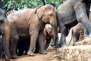 Sloní útulek v Mahaweli nedaleko Kendy. Srí Lanka.