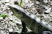 Iguana, Chichen Itza. Mexiko.