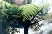 Přesličky v Horton Plains. Srí Lanka.