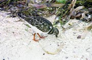 Caye Caulker. Belize.