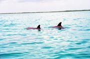 Delfíni, Caye Caulker. Belize.
