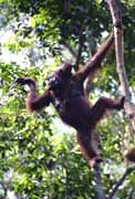 Orangutan v národním parku Tanjung Puting. Kalimantan,  Indonésie.