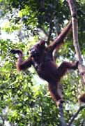 Orangutan v národním parku Tanjung Puting. Kalimantan, Indonésie.