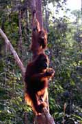 Orangutan v národním parku Tanjung Puting. Kalimantan, Indonésie.