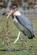 p Marabu africk (Leptoptilos crumeniferus), jezero Ziway. Jih, Etiopie.