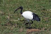 Ibis posvtn (Threskiornis aethiopicus), jezero Ziway. Jih, Etiopie.