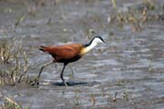 Ostnk africk (Actophilornis africanus), jezero Ziway. Jih, Etiopie.