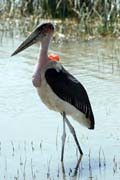 p Marabu africk (Leptoptilos crumeniferus), jezero Ziway. Jih, Etiopie.