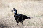 Zoboroek kafersk (Bucorvus ladbeateri), jezero Ziway. Jih, Etiopie.