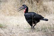 Zoboroek kafersk (Bucorvus ladbeateri), jezero Ziway. Jih, Etiopie.