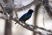 Leskoptev kovov (Lamprotornis chalybaeus), jezero Abiata. Jih, Etiopie.