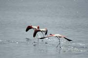 Plameci rov (Phoenicopterus ruber), jezero Shala. Jih, Etiopie.