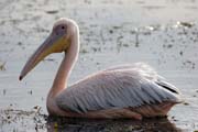 Pelikn africk (Pelecanus rufescens), jezero Shala. Etiopie.