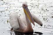 Pelikn africk (Pelecanus rufescens), jezero Shala. Jih,  Etiopie.