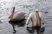 Pelikn africk (Pelecanus rufescens), jezero Shala. Jih, Etiopie.