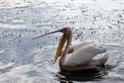 Pelikn africk (Pelecanus rufescens), jezero Shala. Jih, Etiopie.