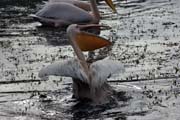 Pelikn africk (Pelecanus rufescens), jezero Shala. Etiopie.