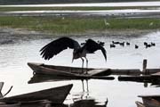 Čáp Marabu africký (Leptoptilos crumeniferus), jezero Awasa. Jih,  Etiopie.