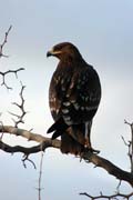 Orel stepn (Aquila rapax). Jih, Etiopie.