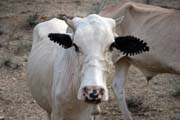 Hamaři vykrajují uši krav aby byly hezčí, okolí Turmi. Jih,  Etiopie.