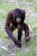 Orangutan v národním parku Tanjung Puting. Kalimantan, Indonésie.