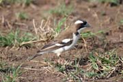 Vrabec bělohrdlý (Plocepasser mahali). Jih,  Etiopie.