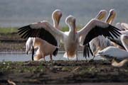 Pelykn africk (Pelecanus rufescens), Arba Minch. Jih,  Etiopie.