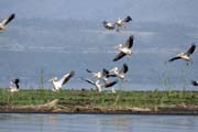 Pelykn africk (Pelecanus rufescens), Arba Minch. Etiopie.