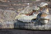 Krokodýl, Arba Minch. Etiopie.
