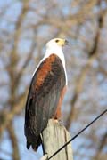 Orel blohlav (Haliaeetus vocifer), okol Arba Minche. Jih,  Etiopie.