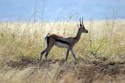 Antilopa Impala, Národní park Nechisar. Jih,  Etiopie.