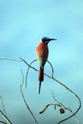 Vlha nubick (Merops nubicus), okol Arba Minche. Jih,  Etiopie.