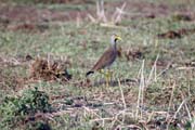 Čejka hnědá (Vanellus senegallus), okolí Arba Minche. Jih,  Etiopie.